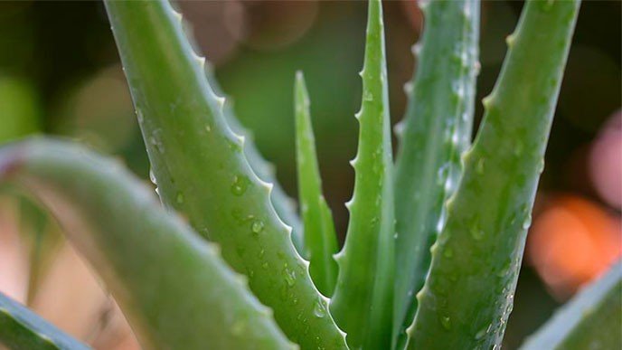 Aloe Vera para la salud bucal